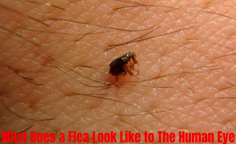 What Does a Flea Look Like to the Human Eye INFORMATION HUB